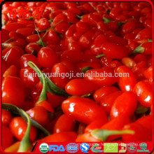 100% Bio Goji Goji Beeren getrocknete Goji Beere mit hoher Exportquote